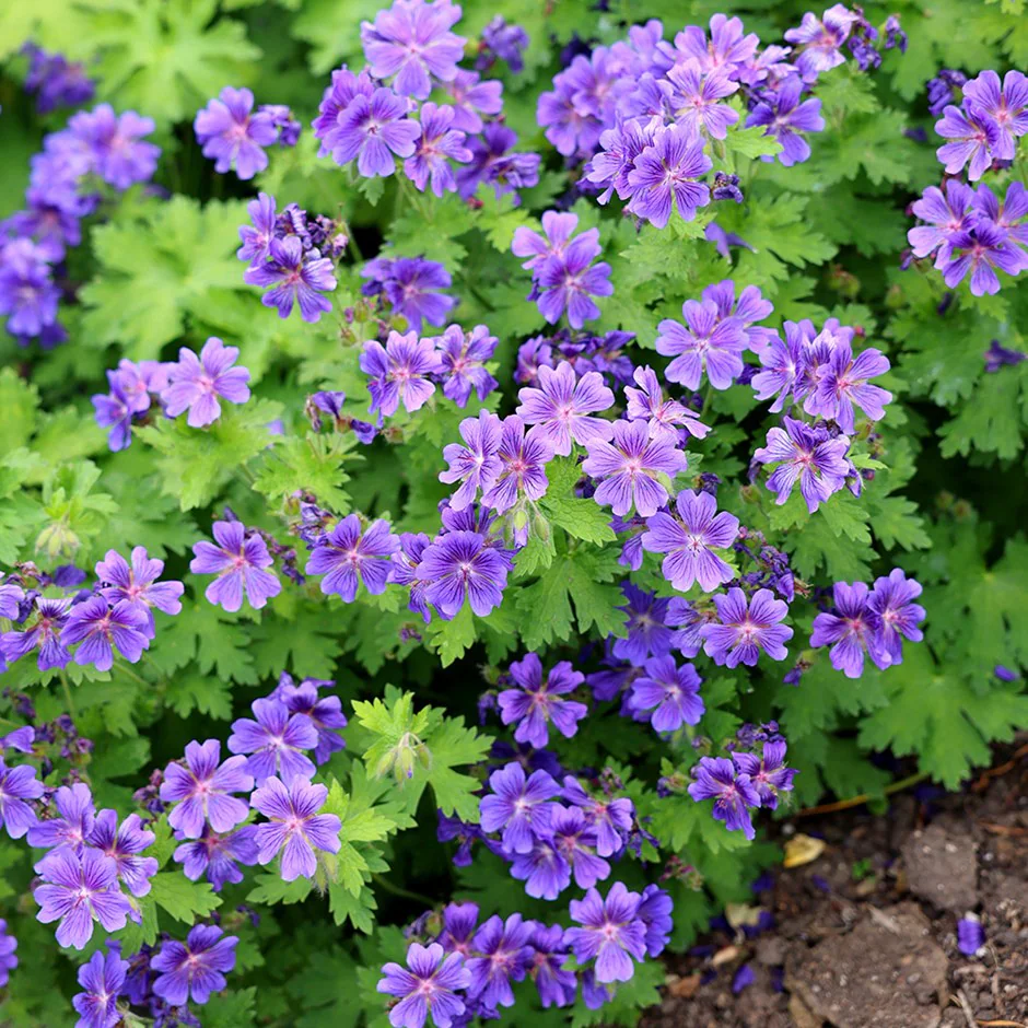 4835  Geranium magnificum Rosemoor  I  Svenskt namn  :Kungsnäva  I  Krukstorlek   : 11c/P9  I  Förväntad Höjd  :  60 cm  I  Blomningstid :  juli-aug