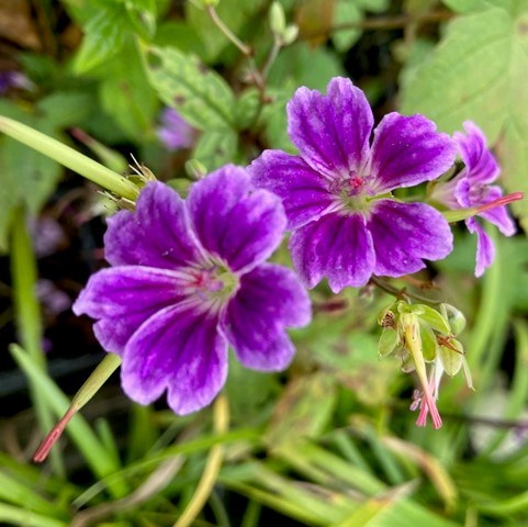 4809  Geranium nodosum Clos du Coudray  I  Svenskt namn  :Blanknäva  I  Krukstorlek   : 11c  I  Förväntad Höjd  :  30 cm  I  Blomningstid :  juni-sept - 3
