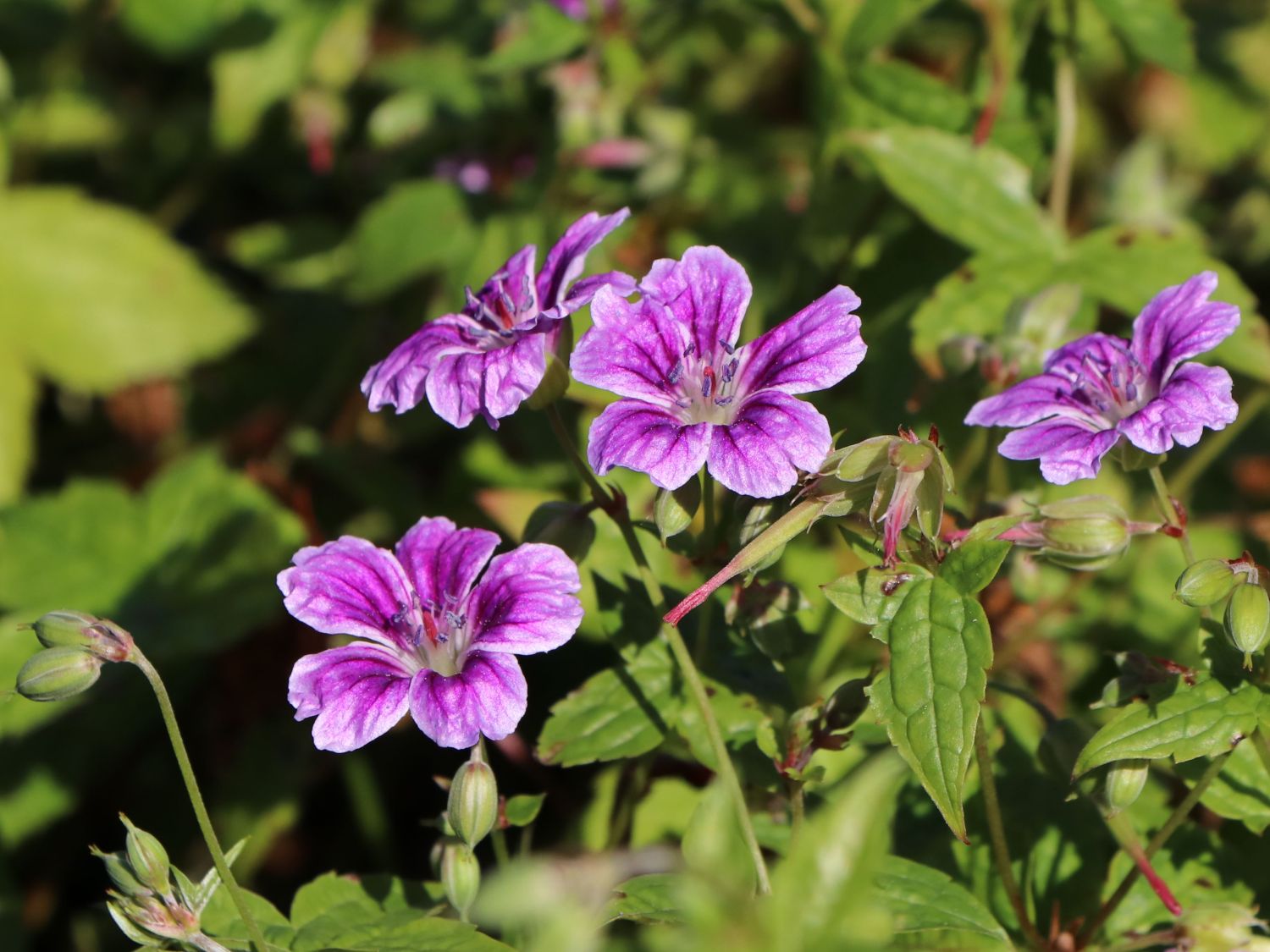 4809  Geranium nodosum Clos du Coudray  I  Svenskt namn  :Blanknäva  I  Krukstorlek   : 11c  I  Förväntad Höjd  :  30 cm  I  Blomningstid :  juni-sept - 2