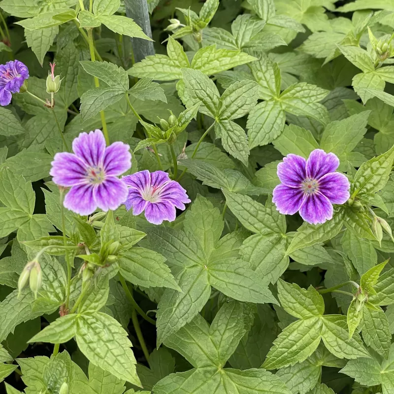 4809  Geranium nodosum Clos du Coudray  I  Svenskt namn  :Blanknäva  I  Krukstorlek   : 11c  I  Förväntad Höjd  :  30 cm  I  Blomningstid :  juni-sept