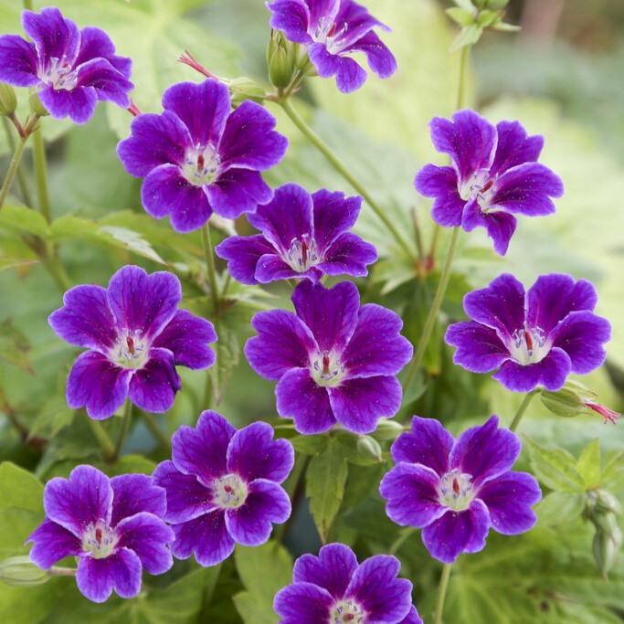 4810  Geranium nodosum Tonys Talisman  I  Svenskt namn  :Blanknäva  I  Krukstorlek   : P9  I  Förväntad Höjd  :  30 cm  I  Blomningstid :  juni-sept - 3