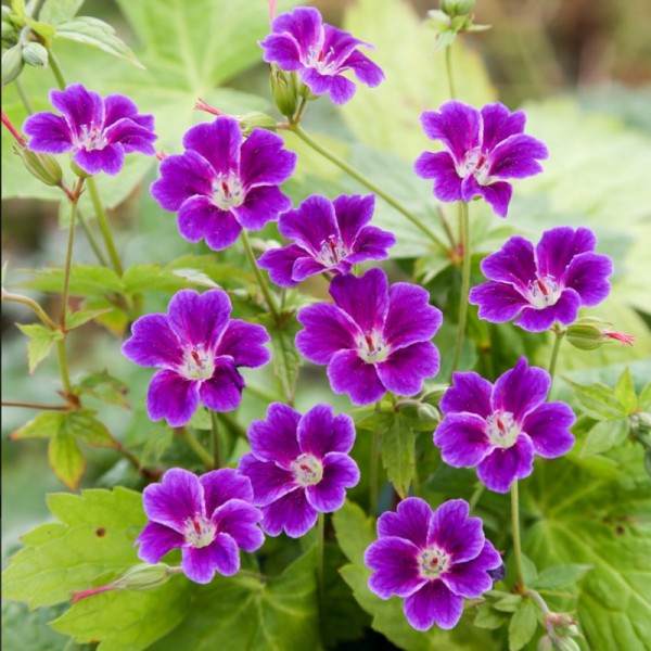 4810  Geranium nodosum Tonys Talisman  I  Svenskt namn  :Blanknäva  I  Krukstorlek   : P9  I  Förväntad Höjd  :  30 cm  I  Blomningstid :  juni-sept