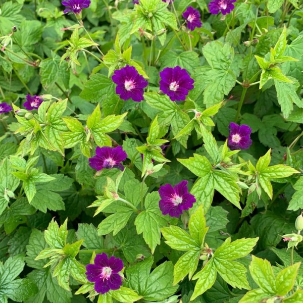 4810  Geranium nodosum Tonys Talisman  I  Svenskt namn  :Blanknäva  I  Krukstorlek   : P9  I  Förväntad Höjd  :  30 cm  I  Blomningstid :  juni-sept - 2