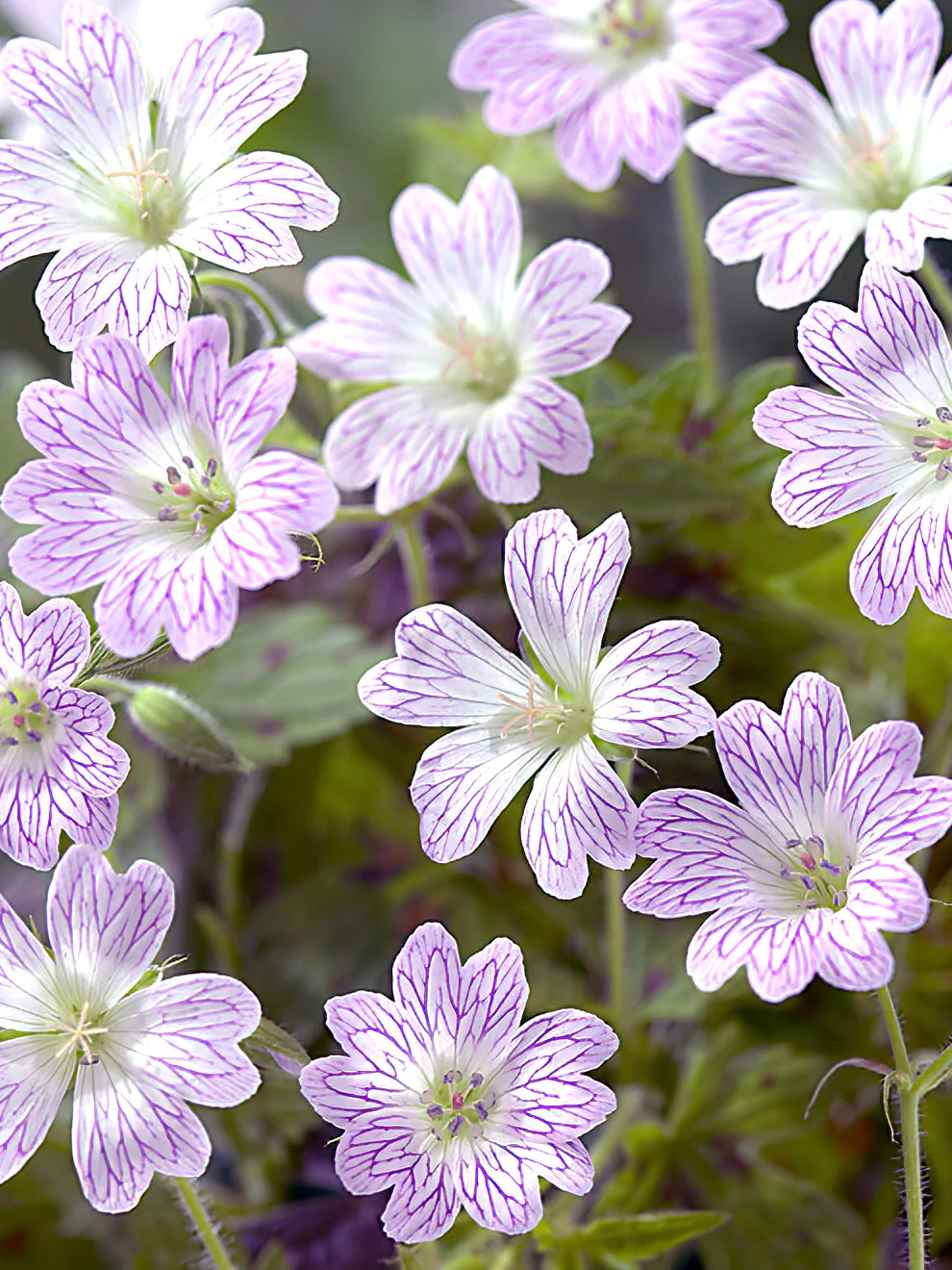 4824  Geranium oxonianum Katherine Adele  I  Svenskt namn  :Kronnäva  I  Krukstorlek   : 11c  I  Förväntad Höjd  :  35 cm  I  Blomningstid :  juni-juli - 4