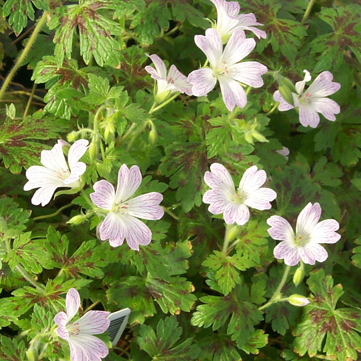 4824  Geranium oxonianum Katherine Adele  I  Svenskt namn  :Kronnäva  I  Krukstorlek   : 11c  I  Förväntad Höjd  :  35 cm  I  Blomningstid :  juni-juli - 3