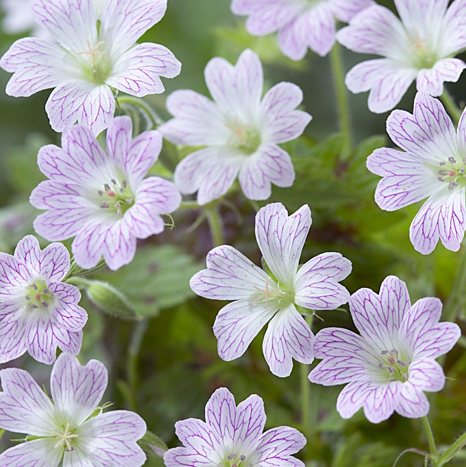 4824  Geranium oxonianum Katherine Adele  I  Svenskt namn  :Kronnäva  I  Krukstorlek   : 11c  I  Förväntad Höjd  :  35 cm  I  Blomningstid :  juni-juli
