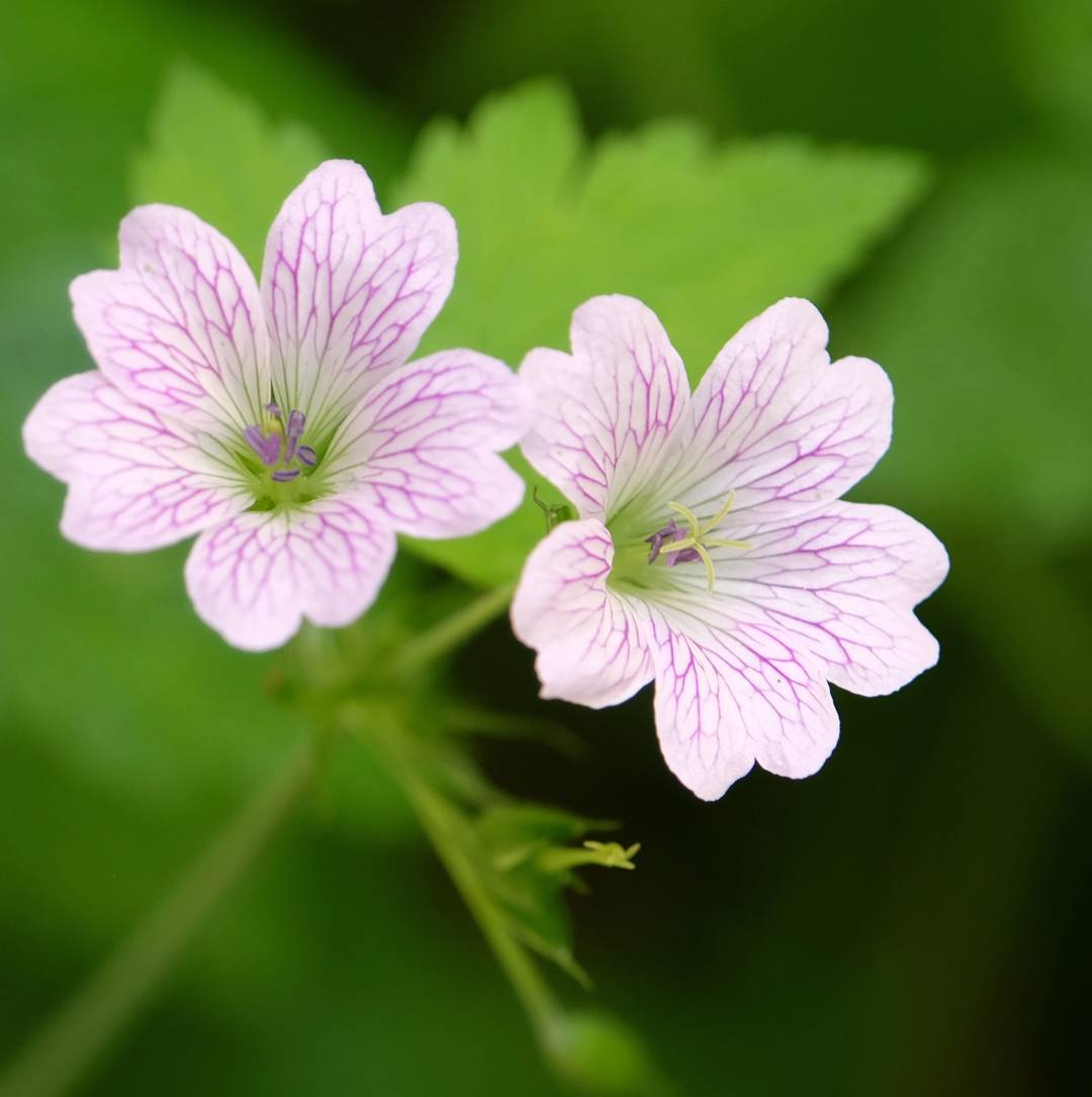 4824  Geranium oxonianum Katherine Adele  I  Svenskt namn  :Kronnäva  I  Krukstorlek   : 11c  I  Förväntad Höjd  :  35 cm  I  Blomningstid :  juni-juli - 2