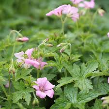 4817  Geranium oxonianum Rose Clair  I  Svenskt namn  :Kronnäva  I  Krukstorlek   : 11c  I  Förväntad Höjd  :  40 cm  I  Blomningstid :  juni-sept - 3