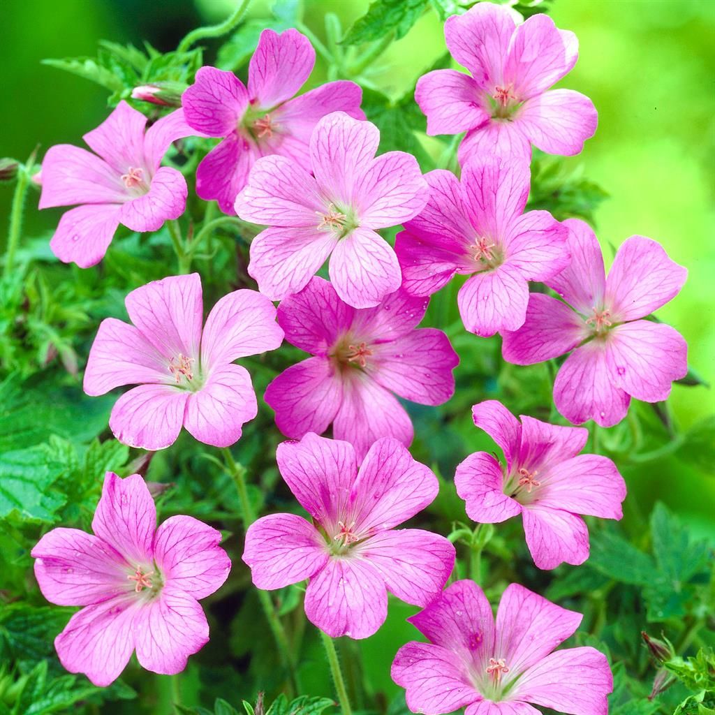 4817  Geranium oxonianum Rose Clair  I  Svenskt namn  :Kronnäva  I  Krukstorlek   : 11c  I  Förväntad Höjd  :  40 cm  I  Blomningstid :  juni-sept