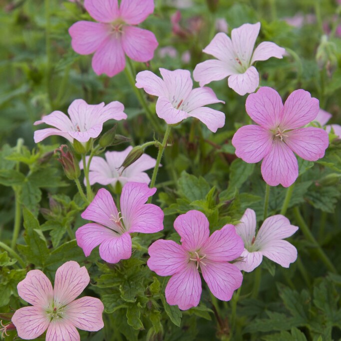 4817  Geranium oxonianum Rose Clair  I  Svenskt namn  :Kronnäva  I  Krukstorlek   : 11c  I  Förväntad Höjd  :  40 cm  I  Blomningstid :  juni-sept - 2