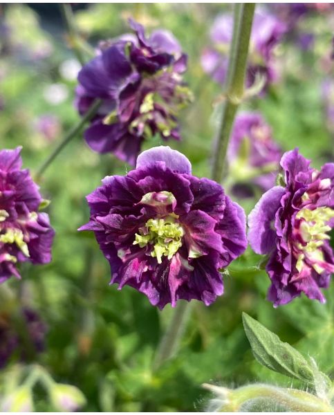 4874  Geranium phaeum  Joseph Green  I  Svenskt namn  :Brunnäva  I  Krukstorlek   : 11c  I  Förväntad Höjd  :  60 cm  I  Blomningstid :  juni-juli - 2