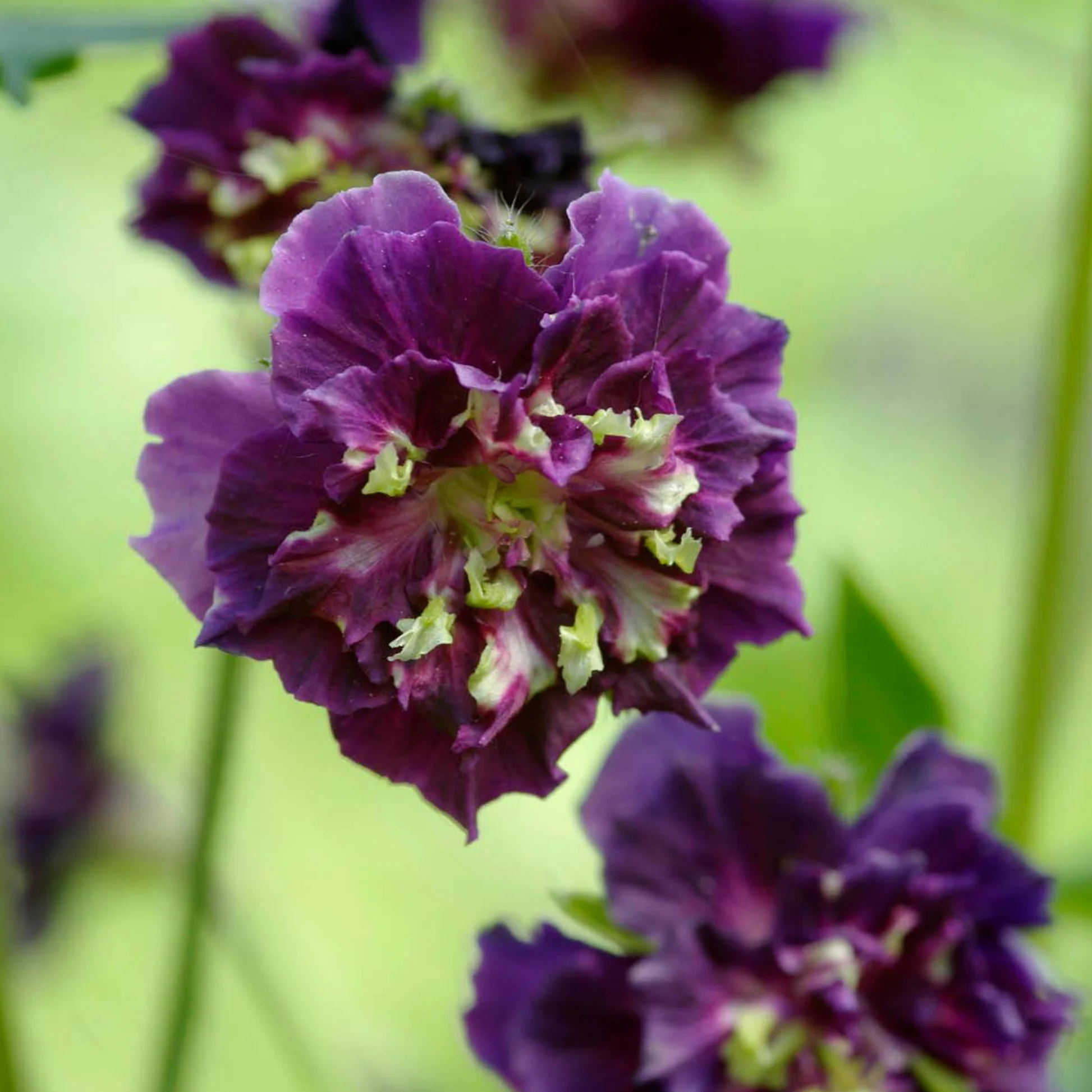 4874  Geranium phaeum  Joseph Green  I  Svenskt namn  :Brunnäva  I  Krukstorlek   : 11c  I  Förväntad Höjd  :  60 cm  I  Blomningstid :  juni-juli - 3