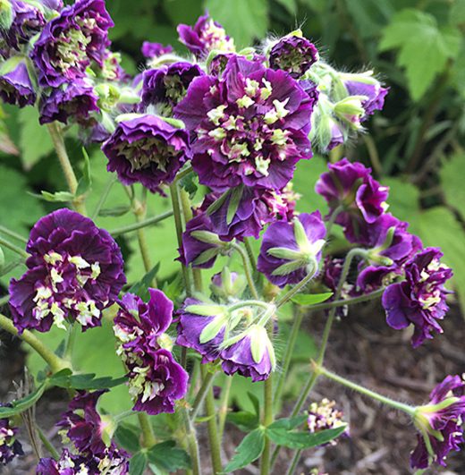 4874  Geranium phaeum  Joseph Green  I  Svenskt namn  :Brunnäva  I  Krukstorlek   : 11c  I  Förväntad Höjd  :  60 cm  I  Blomningstid :  juni-juli