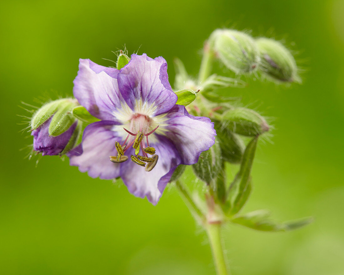 4877  Geranium phaeum  Kora  I  Svenskt namn  :Brunnäva  I  Krukstorlek   : 11c  I  Förväntad Höjd  :  50 cm  I  Blomningstid :  juni-juli - 3