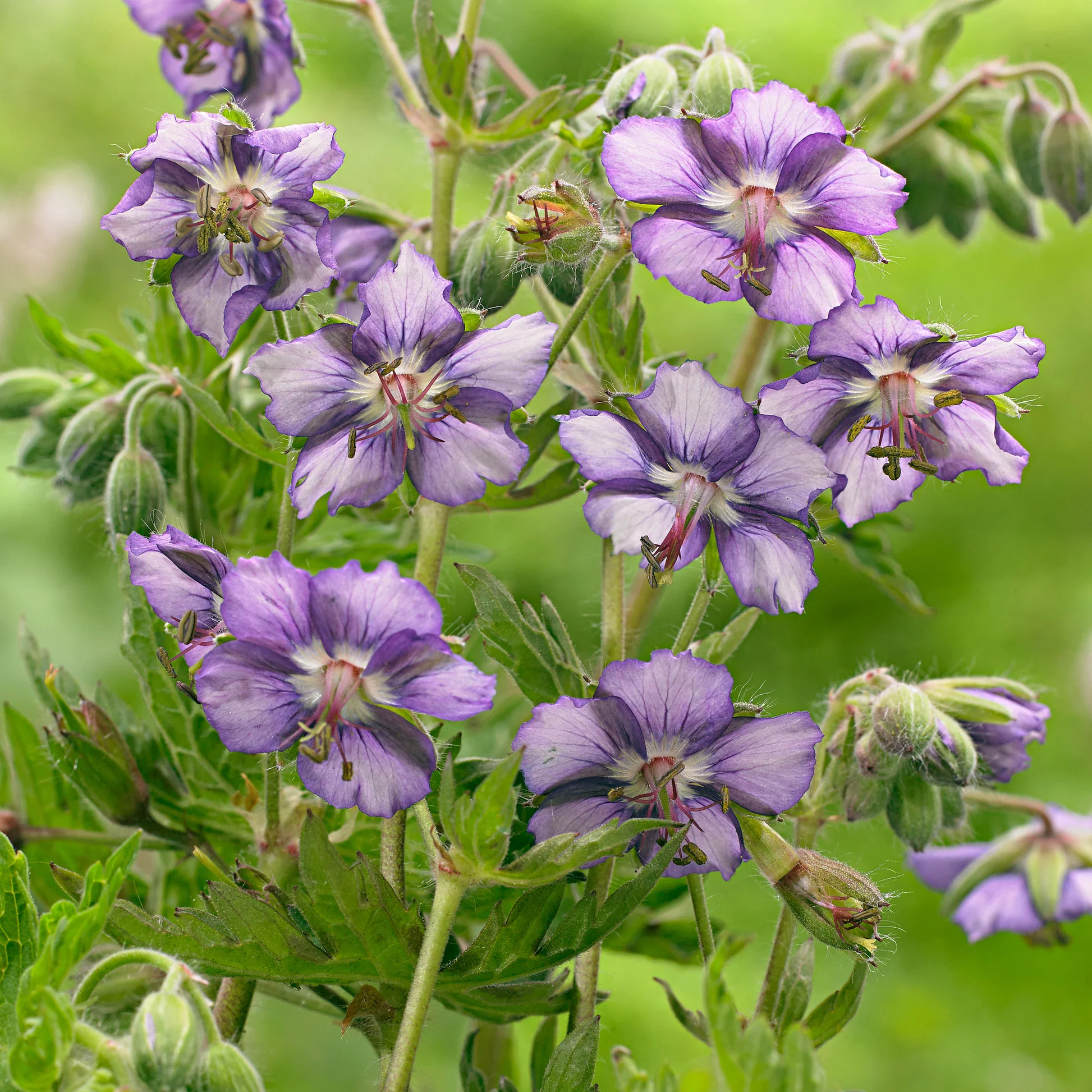 4877  Geranium phaeum  Kora  I  Svenskt namn  :Brunnäva  I  Krukstorlek   : 11c  I  Förväntad Höjd  :  50 cm  I  Blomningstid :  juni-juli