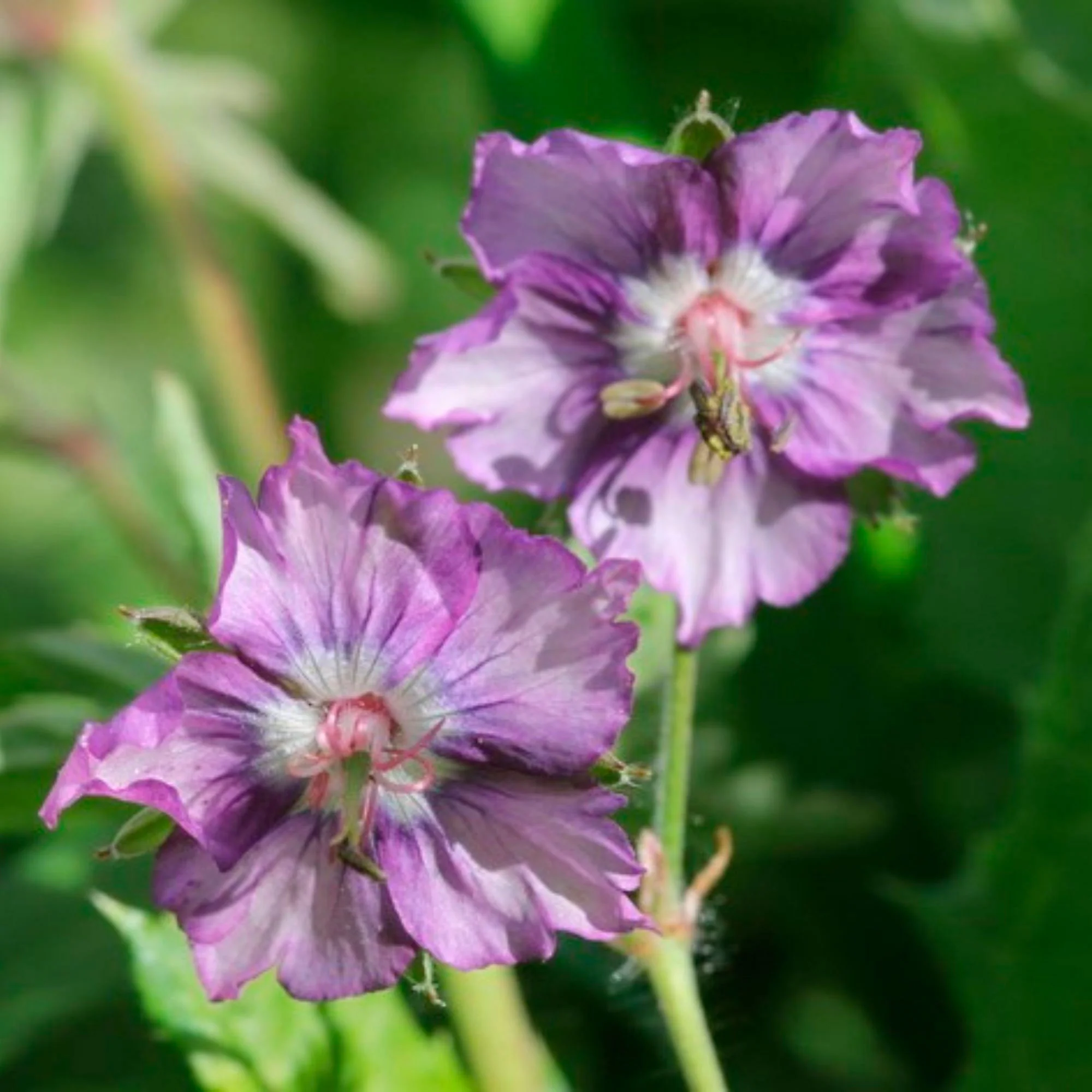 4877  Geranium phaeum  Kora  I  Svenskt namn  :Brunnäva  I  Krukstorlek   : 11c  I  Förväntad Höjd  :  50 cm  I  Blomningstid :  juni-juli - 2