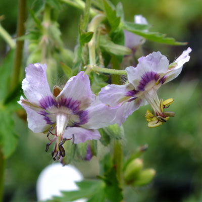 4878  Geranium phaeum  Wendys Blush  I  Svenskt namn  :Brunnäva  I  Krukstorlek   : 11c  I  Förväntad Höjd  :  60 cm  I  Blomningstid :  juni-juli