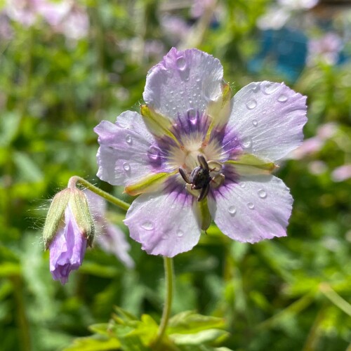 4878  Geranium phaeum  Wendys Blush  I  Svenskt namn  :Brunnäva  I  Krukstorlek   : 11c  I  Förväntad Höjd  :  60 cm  I  Blomningstid :  juni-juli - 3