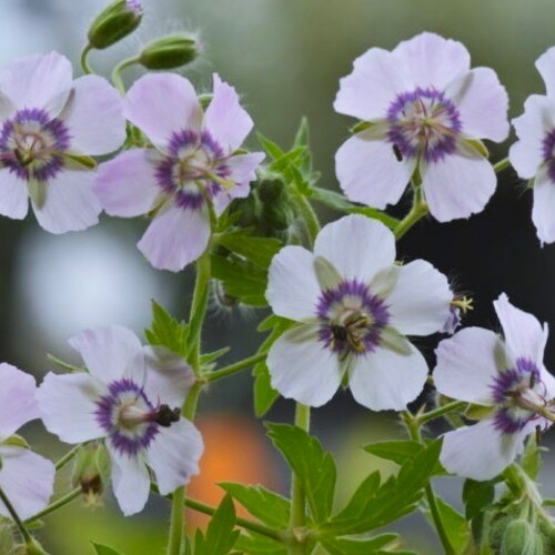 4878  Geranium phaeum  Wendys Blush  I  Svenskt namn  :Brunnäva  I  Krukstorlek   : 11c  I  Förväntad Höjd  :  60 cm  I  Blomningstid :  juni-juli - 2