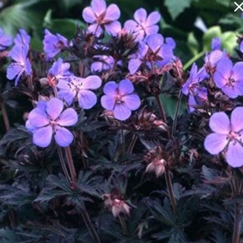 4868  Geranium pratense  Midnight Reiter  I  Svenskt namn  :Ängsnäva  I  Krukstorlek   : 11c  I  Förväntad Höjd  :  30/50 cm  I  Blomningstid :  juni-aug
