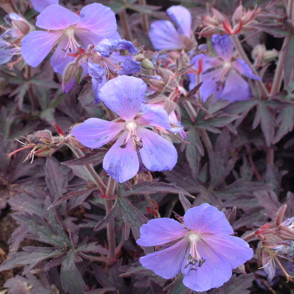4868  Geranium pratense  Midnight Reiter  I  Svenskt namn  :Ängsnäva  I  Krukstorlek   : 11c  I  Förväntad Höjd  :  30/50 cm  I  Blomningstid :  juni-aug - 2