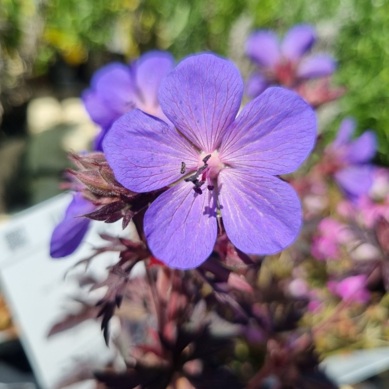 4868  Geranium pratense  Midnight Reiter  I  Svenskt namn  :Ängsnäva  I  Krukstorlek   : 11c  I  Förväntad Höjd  :  30/50 cm  I  Blomningstid :  juni-aug - 3