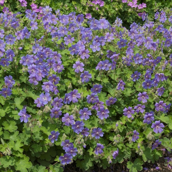 4845   Geranium renardii  Philippe Vapelle  I  Svenskt namn  :Nätnäva  I  Krukstorlek   : P9  I  Förväntad Höjd  :  40 cm  I  Blomningstid :  juni-juli