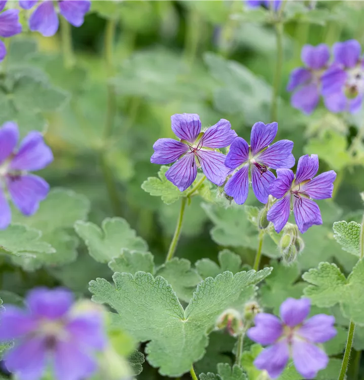 4845   Geranium renardii  Philippe Vapelle  I  Svenskt namn  :Nätnäva  I  Krukstorlek   : P9  I  Förväntad Höjd  :  40 cm  I  Blomningstid :  juni-juli - 2