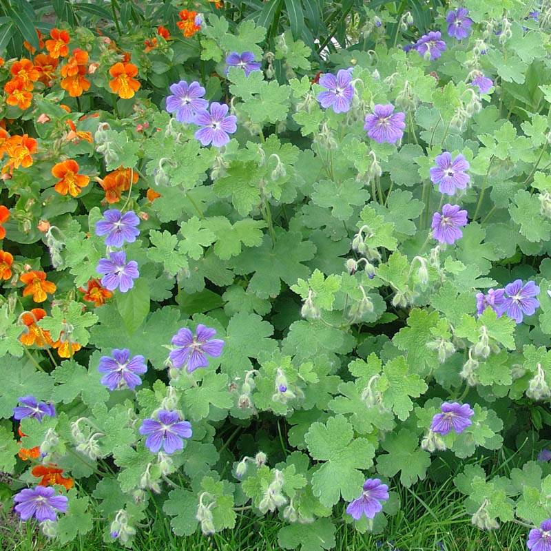 4845   Geranium renardii  Philippe Vapelle  I  Svenskt namn  :Nätnäva  I  Krukstorlek   : P9  I  Förväntad Höjd  :  40 cm  I  Blomningstid :  juni-juli - 3
