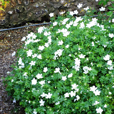 4848  Geranium sanguineum  Album  I  Svenskt namn  :Blodnäva  I  Krukstorlek   : 11c/P9  I  Förväntad Höjd  :  20 cm  I  Blomningstid :  juni-juli - 2
