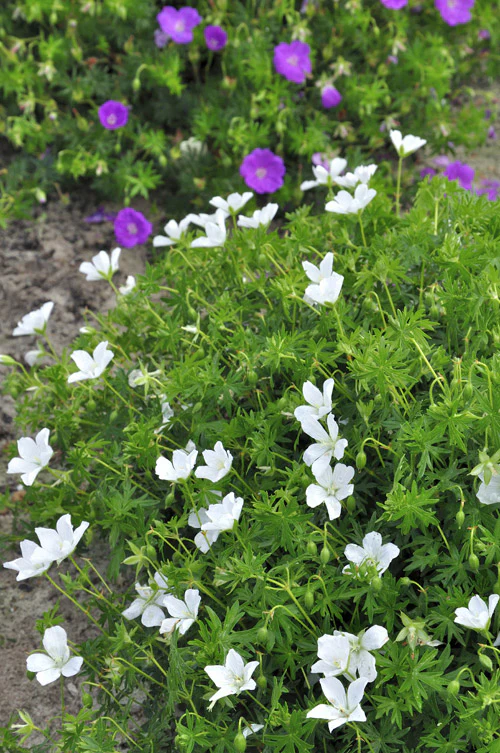 4848  Geranium sanguineum  Album  I  Svenskt namn  :Blodnäva  I  Krukstorlek   : 11c/P9  I  Förväntad Höjd  :  20 cm  I  Blomningstid :  juni-juli - 3