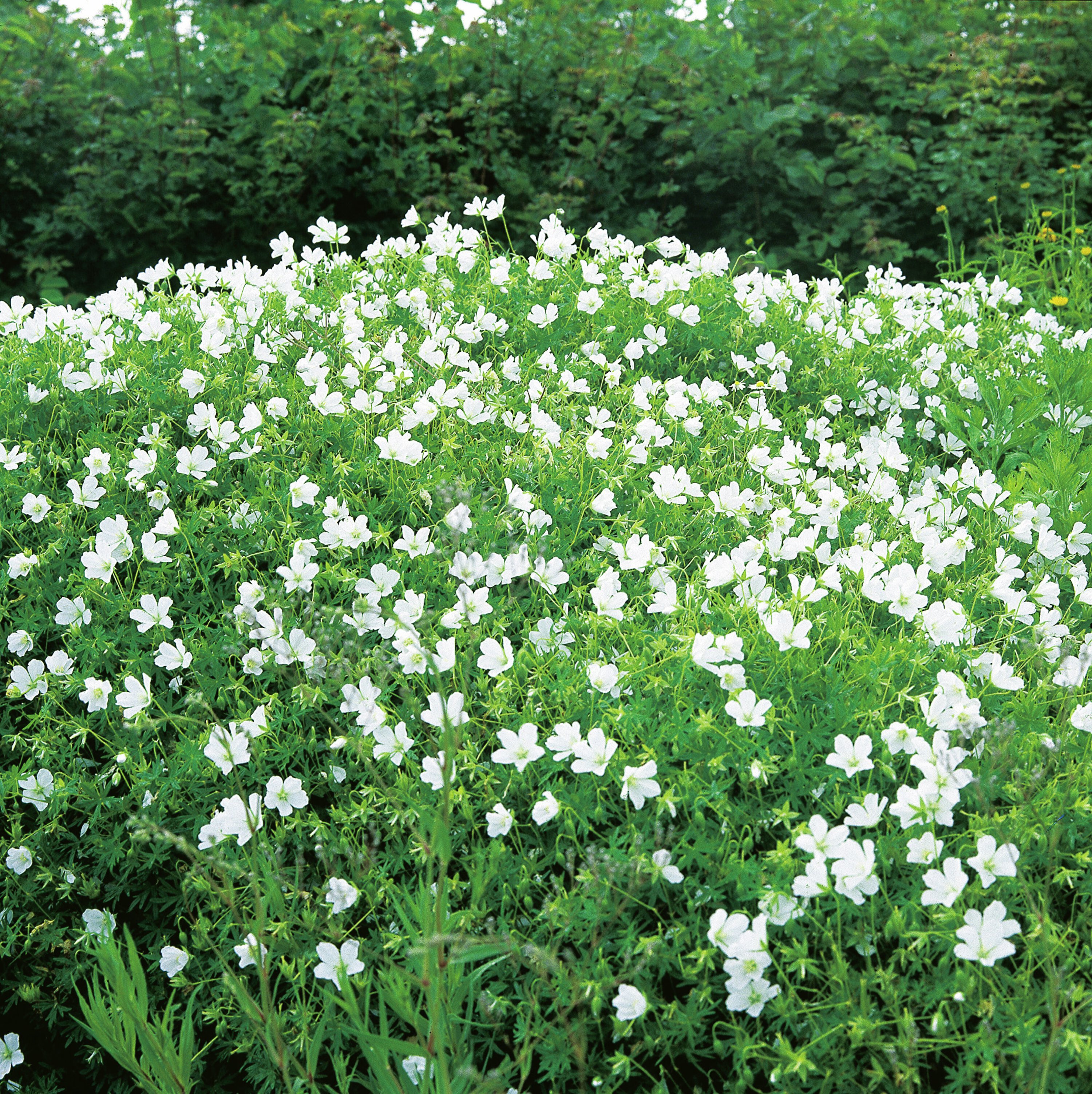 4848  Geranium sanguineum  Album  I  Svenskt namn  :Blodnäva  I  Krukstorlek   : 11c/P9  I  Förväntad Höjd  :  20 cm  I  Blomningstid :  juni-juli
