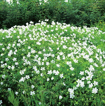 4848  Geranium sanguineum  Album  I  Svenskt namn  :Blodnäva  I  Krukstorlek   : 11c/P9  I  Förväntad Höjd  :  20 cm  I  Blomningstid :  juni-juli