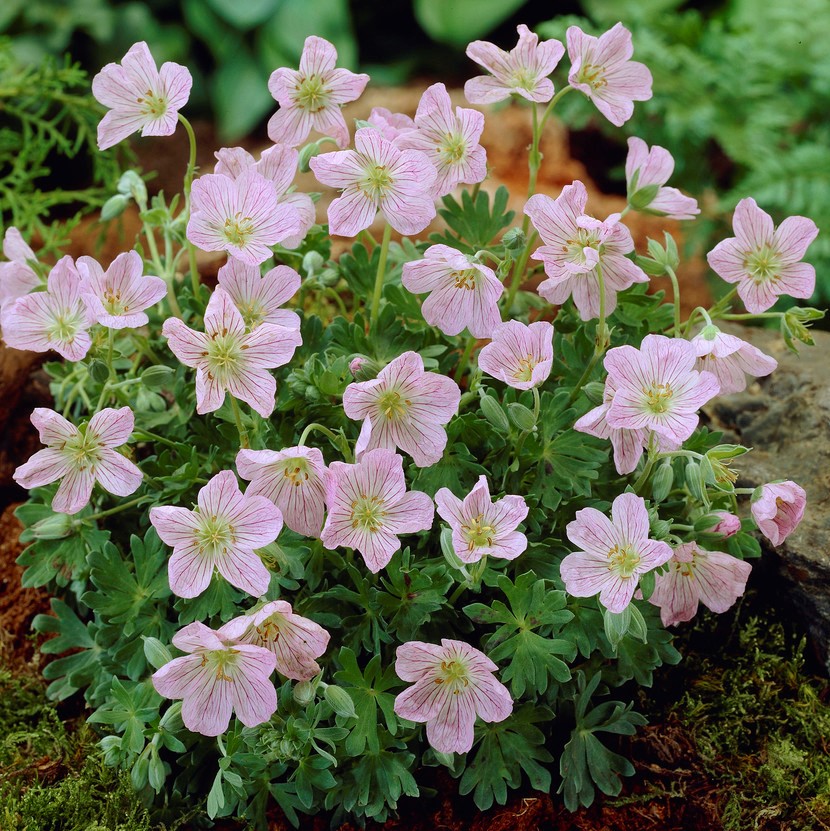 4855  Geranium sanguineum  Apfelblute  I  Svenskt namn  :Blodnäva  I  Krukstorlek   : 11c/P9  I  Förväntad Höjd  :  20 cm  I  Blomningstid :  juni-juli