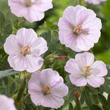 4855  Geranium sanguineum  Apfelblute  I  Svenskt namn  :Blodnäva  I  Krukstorlek   : 11c/P9  I  Förväntad Höjd  :  20 cm  I  Blomningstid :  juni-juli - 2