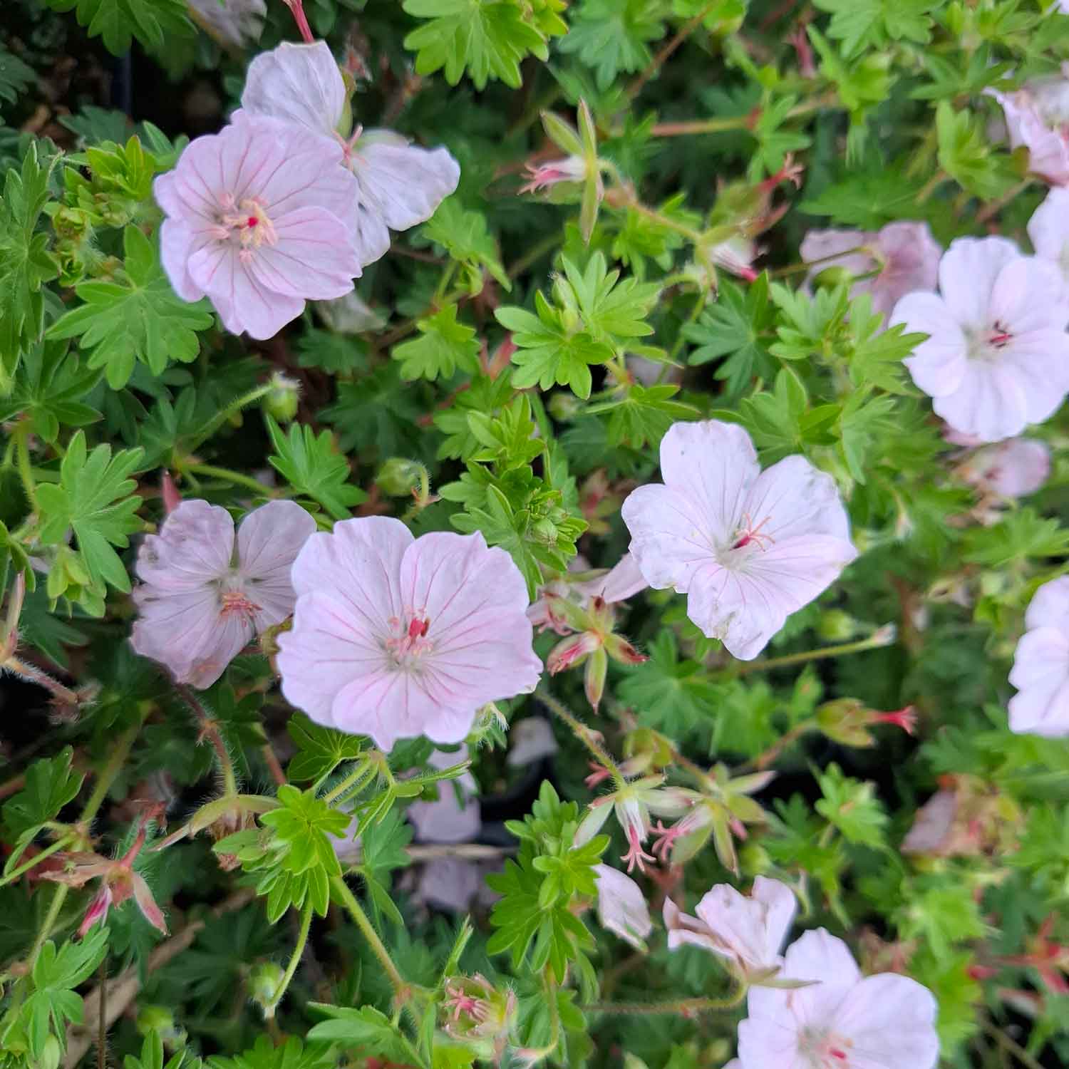 4855  Geranium sanguineum  Apfelblute  I  Svenskt namn  :Blodnäva  I  Krukstorlek   : 11c/P9  I  Förväntad Höjd  :  20 cm  I  Blomningstid :  juni-juli - 3