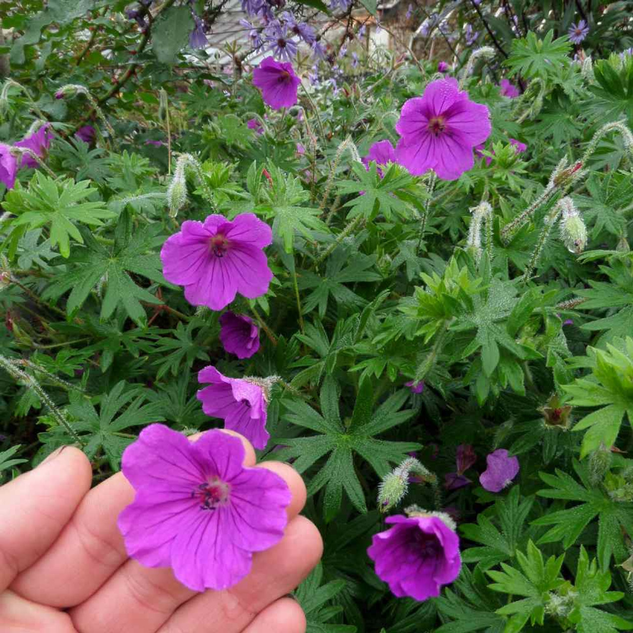 4857  Geranium sanguineum  Tiny Monster  I  Svenskt namn  :Blodnäva  I  Krukstorlek   : P9  I  Förväntad Höjd  :  40 cm  I  Blomningstid :  juni-aug
