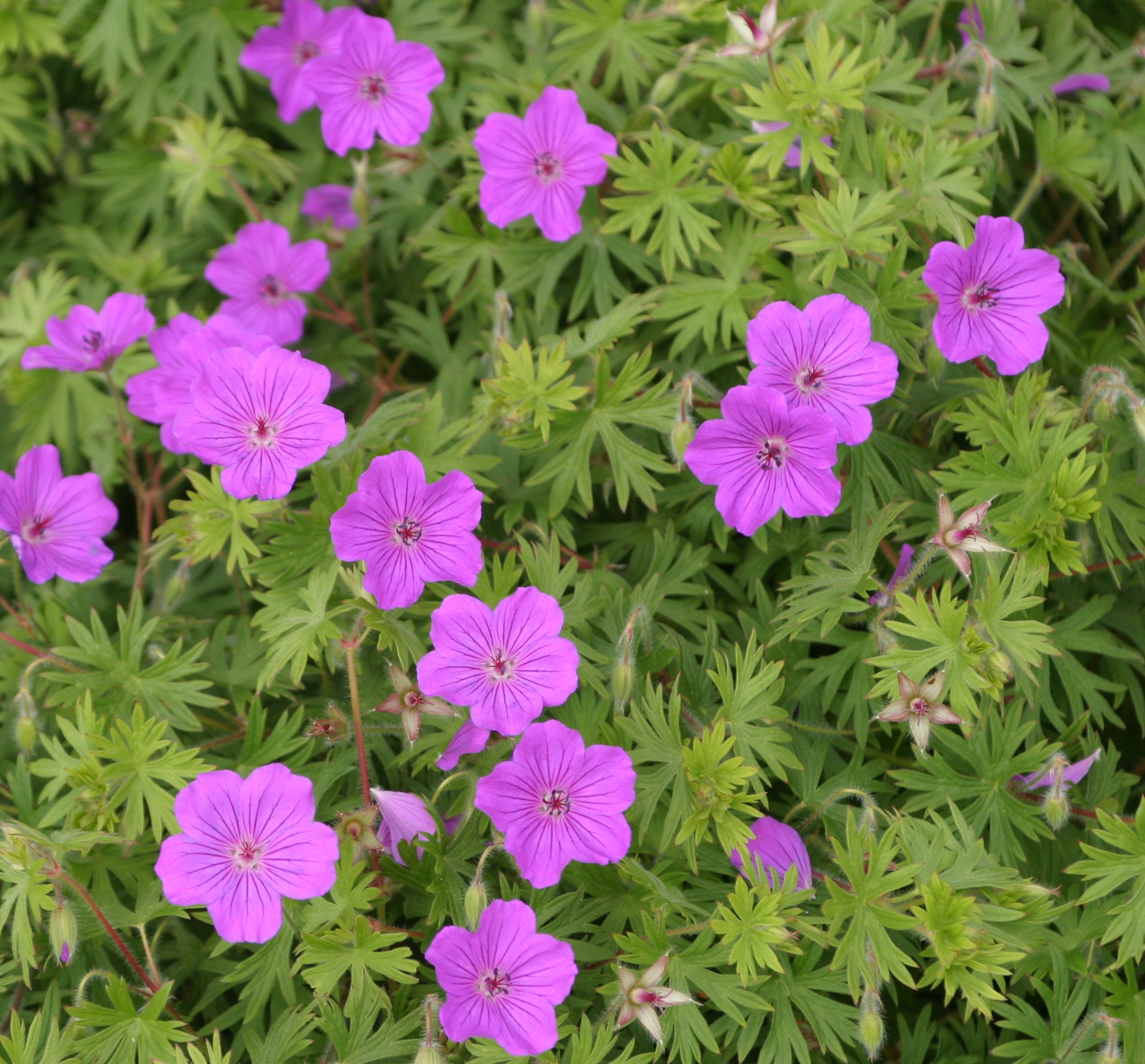 4857  Geranium sanguineum  Tiny Monster  I  Svenskt namn  :Blodnäva  I  Krukstorlek   : P9  I  Förväntad Höjd  :  40 cm  I  Blomningstid :  juni-aug - 2