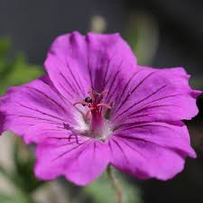 4857  Geranium sanguineum  Tiny Monster  I  Svenskt namn  :Blodnäva  I  Krukstorlek   : P9  I  Förväntad Höjd  :  40 cm  I  Blomningstid :  juni-aug - 4