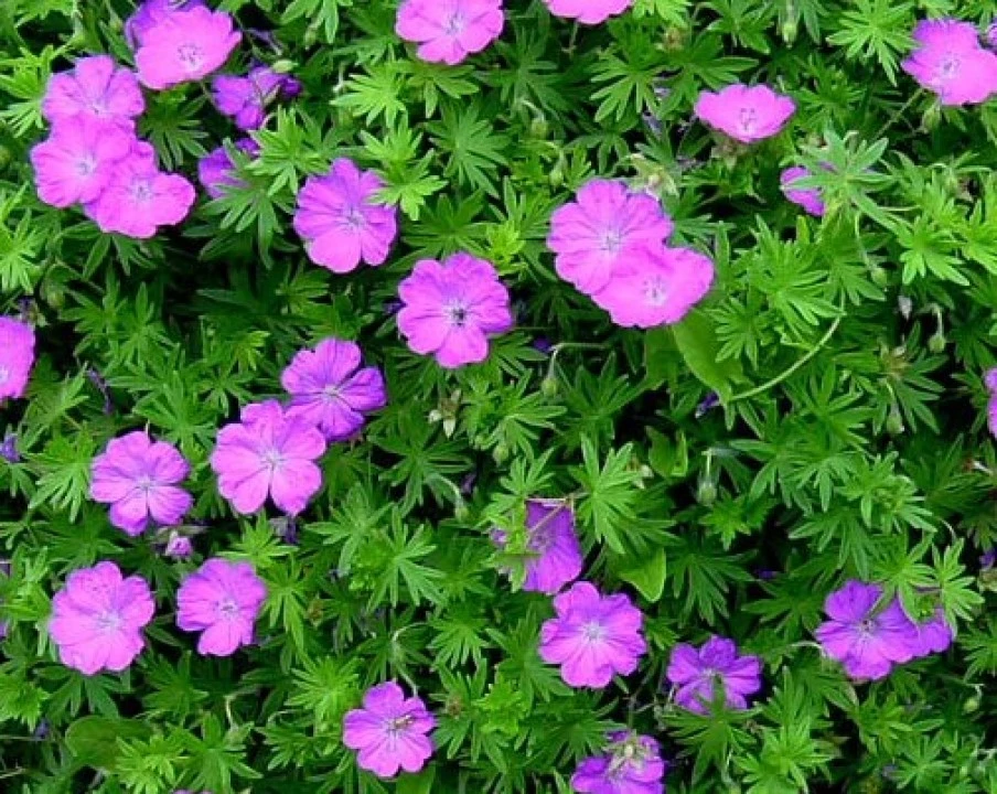 4857  Geranium sanguineum  Tiny Monster  I  Svenskt namn  :Blodnäva  I  Krukstorlek   : P9  I  Förväntad Höjd  :  40 cm  I  Blomningstid :  juni-aug - 3