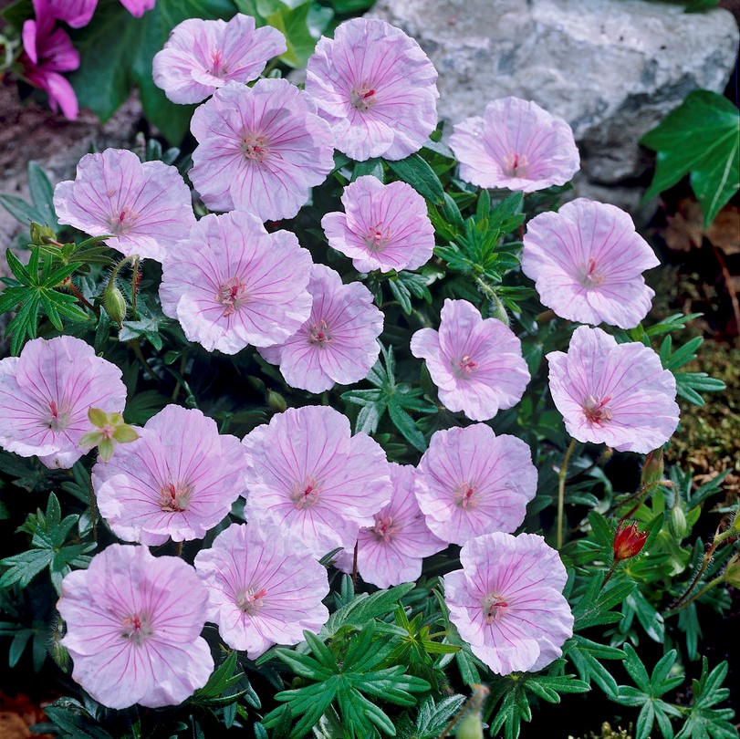 4855  Geranium sanguineum var. striatum  I  Svenskt namn  :Jungfrunäva  I  Krukstorlek   : 11c  I  Förväntad Höjd  :  10 cm  I  Blomningstid :  juni-juli - 2