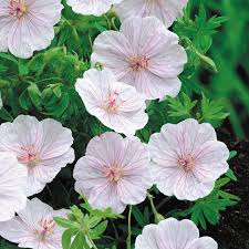 4855  Geranium sanguineum var. striatum  I  Svenskt namn  :Jungfrunäva  I  Krukstorlek   : 11c  I  Förväntad Höjd  :  10 cm  I  Blomningstid :  juni-juli - 3
