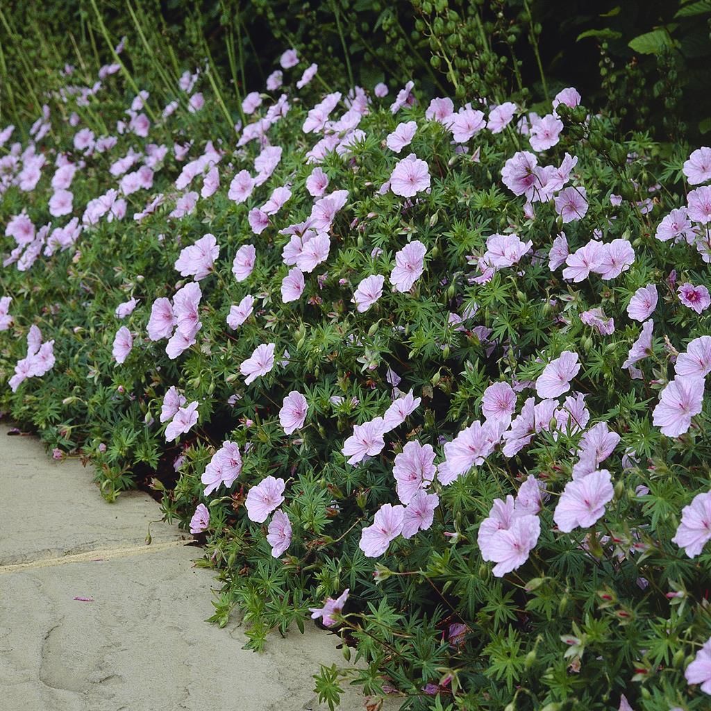 4855  Geranium sanguineum var. striatum  I  Svenskt namn  :Jungfrunäva  I  Krukstorlek   : 11c  I  Förväntad Höjd  :  10 cm  I  Blomningstid :  juni-juli