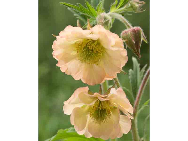 4894  Geum  Apricot Pearl  I  Svenskt namn  :Trädgårdsnejlikrot  I  Krukstorlek   : 11c  I  Förväntad Höjd  :  30 cm  I  Blomningstid :  juni-juli - 2