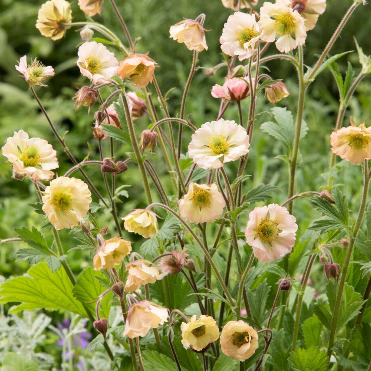 4894  Geum  Apricot Pearl  I  Svenskt namn  :Trädgårdsnejlikrot  I  Krukstorlek   : 11c  I  Förväntad Höjd  :  30 cm  I  Blomningstid :  juni-juli
