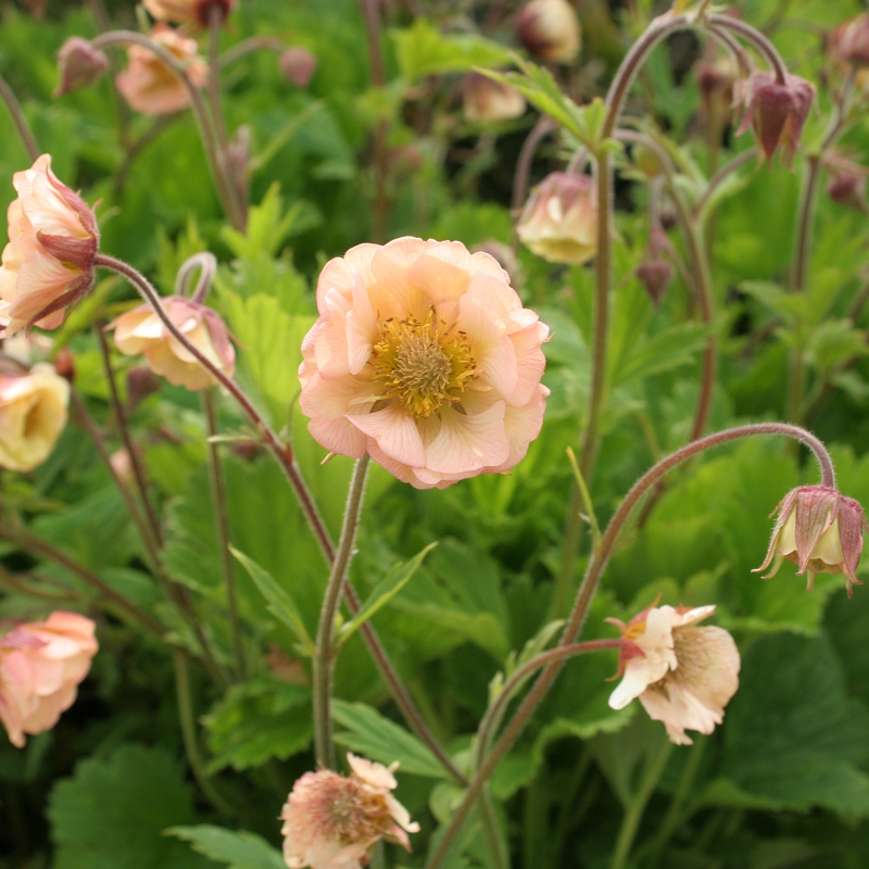 4894  Geum  Apricot Pearl  I  Svenskt namn  :Trädgårdsnejlikrot  I  Krukstorlek   : 11c  I  Förväntad Höjd  :  30 cm  I  Blomningstid :  juni-juli - 3