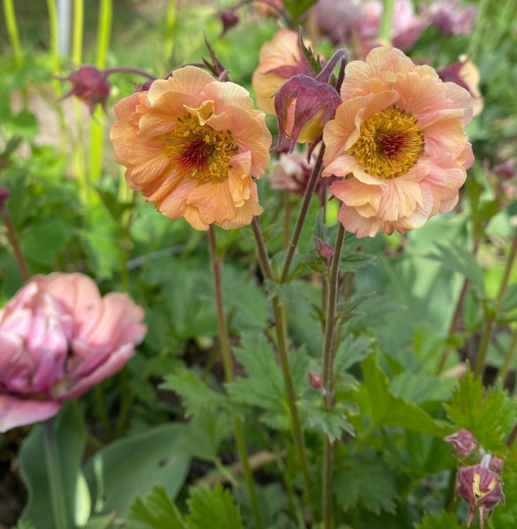 4943  Geum  Coral Pearl  I  Svenskt namn  :Trädgårdsnejlikrot  I  Krukstorlek   : 11c  I  Förväntad Höjd  :  30 cm  I  Blomningstid :  juni-aug - 3