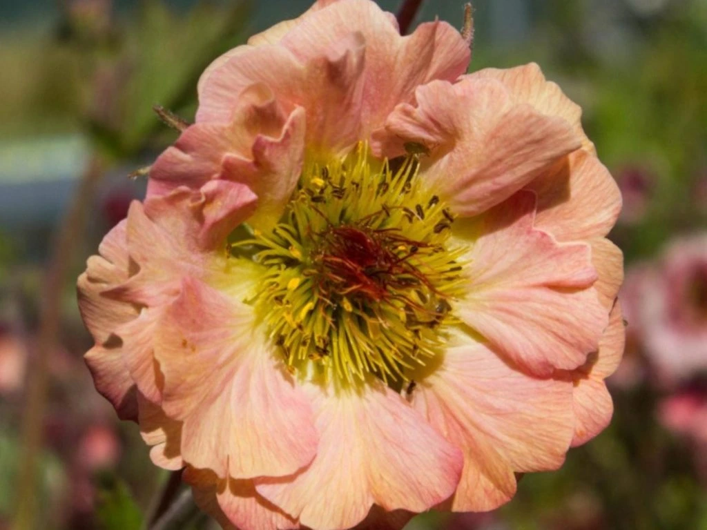 4943  Geum  Coral Pearl  I  Svenskt namn  :Trädgårdsnejlikrot  I  Krukstorlek   : 11c  I  Förväntad Höjd  :  30 cm  I  Blomningstid :  juni-aug - 2