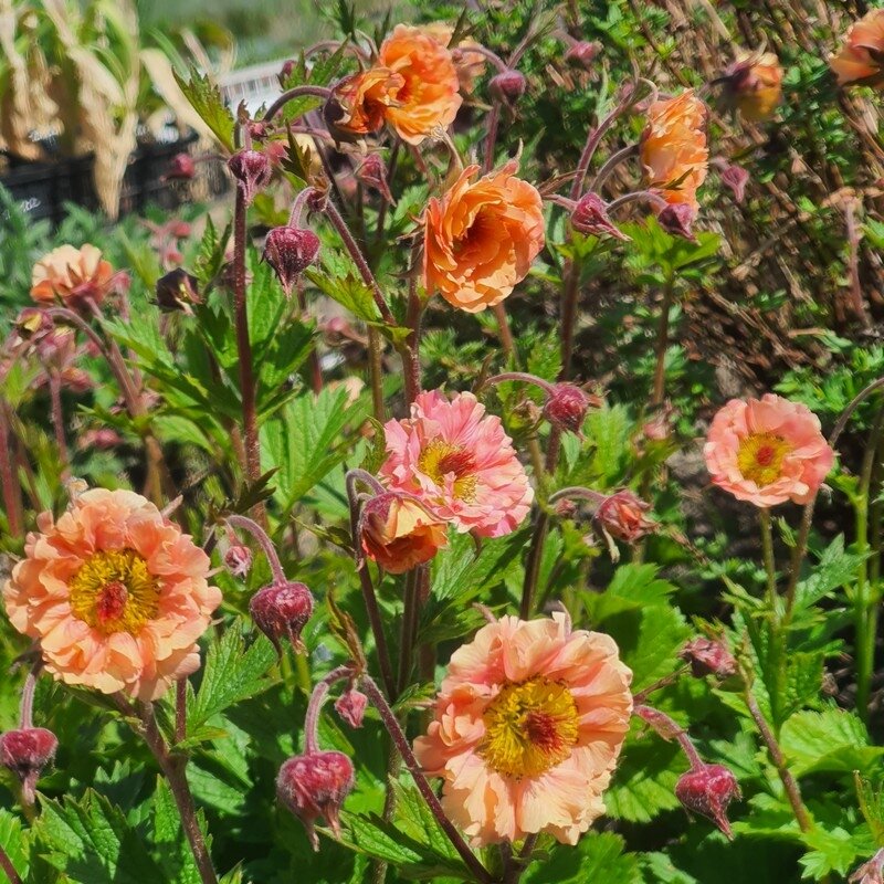 4943  Geum  Coral Pearl  I  Svenskt namn  :Trädgårdsnejlikrot  I  Krukstorlek   : 11c  I  Förväntad Höjd  :  30 cm  I  Blomningstid :  juni-aug