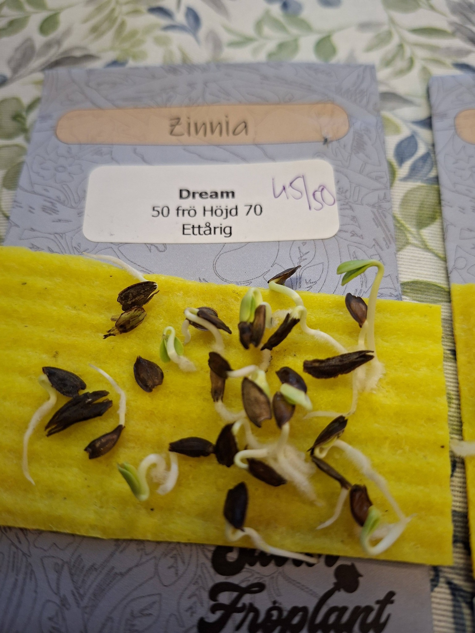 Zinnia Dream 50 frö - 2